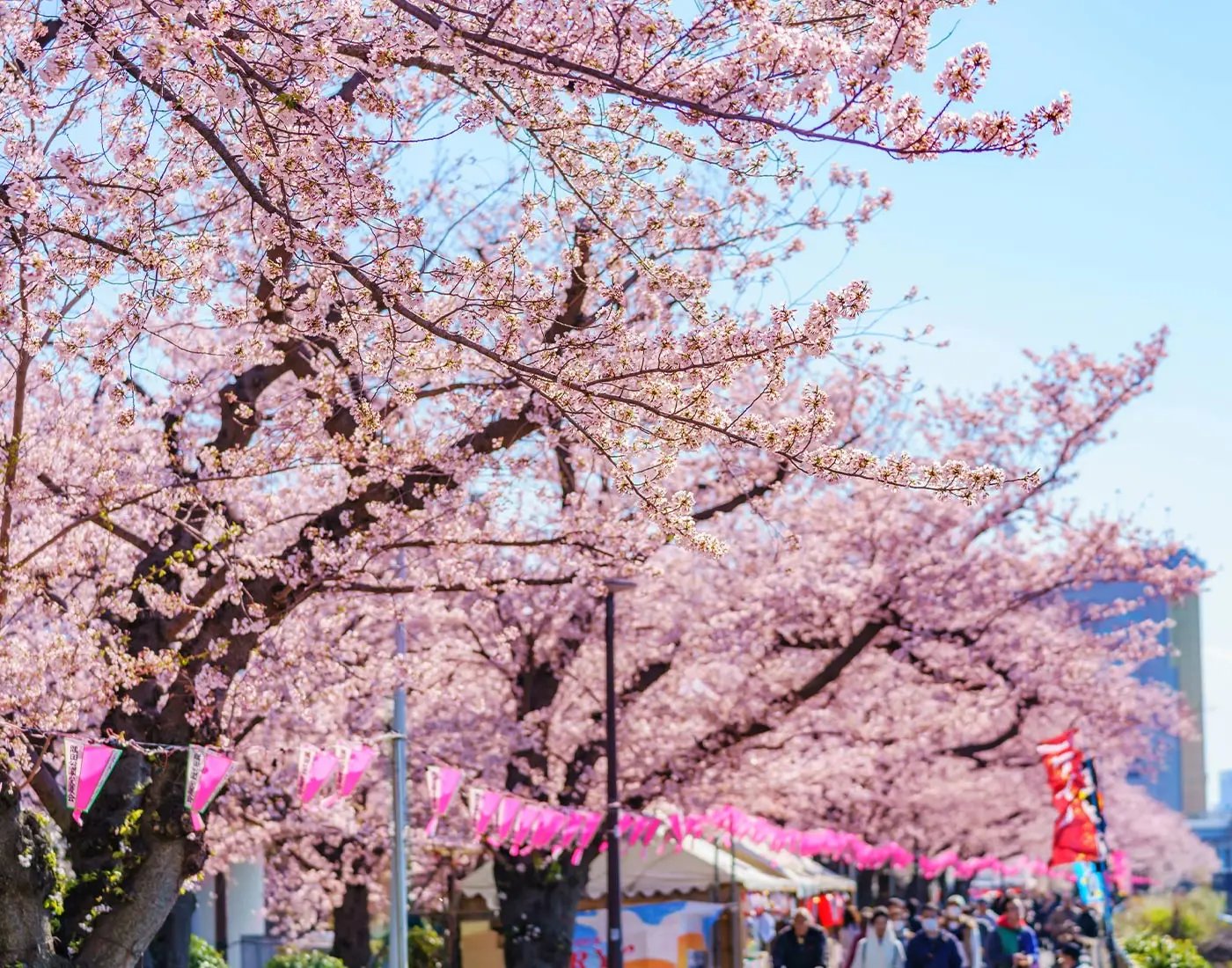🌳 동백수염 공원(히가시시라히게코엔) 이미지 10